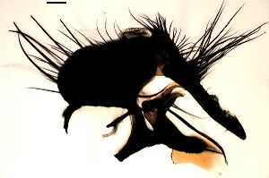 Hydrophoria silvicola
