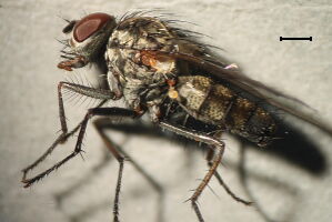 Hylemya