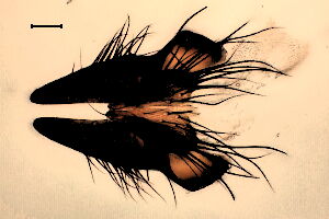 Hylemya nigrimana