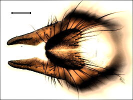 Hylemya urbica