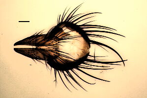 Hylemya vagans