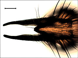 Hylemya variata