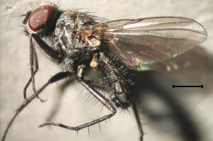 Hylemyza