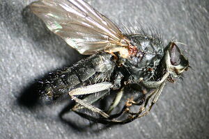 Leucophora