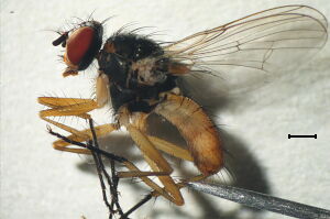 Mycophaga testacea