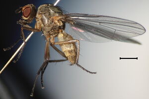 Paradelia lunatifrons