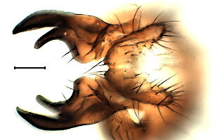 Pegomya bicolor