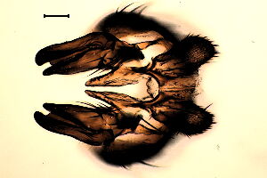 Pegomya rubivora