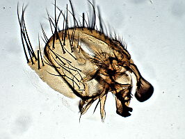 Pegomya solennis