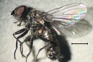 Phorbia