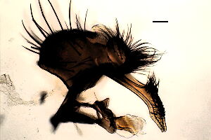 Phorbia bartaki