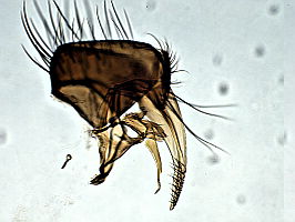 Phorbia sepia