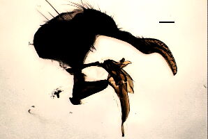 Phorbia unipila