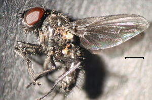 Strobilomyia