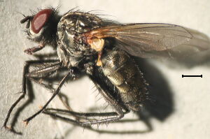 Zaphne ambigua