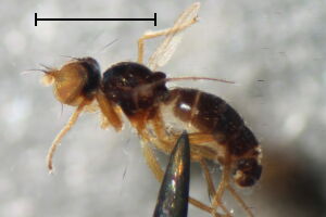 Stiphrosoma sabulosum