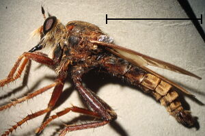 Asilus crabroniformis