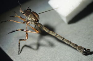 Leptogaster cylindrica