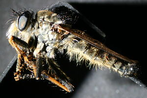 Neoitamus cothurnatus