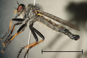 Neoitamus cyanurus