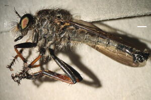 Neoitamus socius