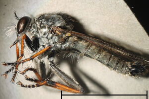 Neomochtherus geniculatus