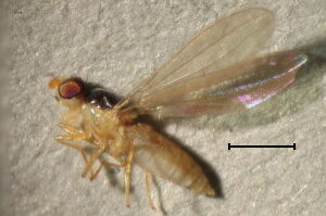 Asteia concinna