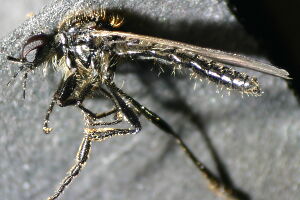 Bibionidae