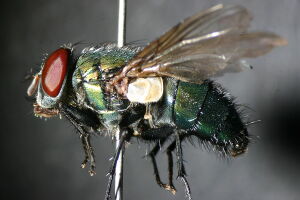 Calliphoridae