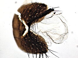 Bellardia viarum