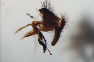 Calliphora vicina