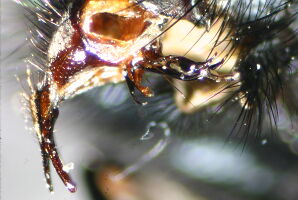 Calliphora vomitoria
