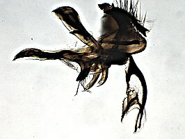 Pollenia pediculata