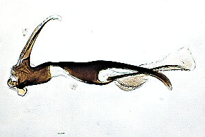 Pollenia vagabunda