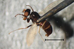 Camilla atrimana