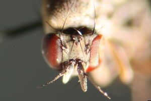 Campichoeta obscuripennis