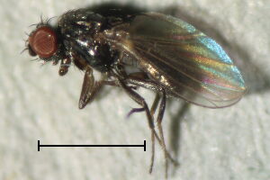 Meoneura neottiophila