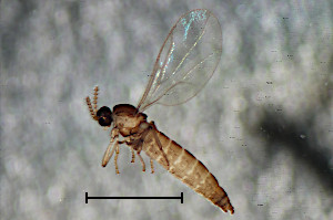 Acoenonia