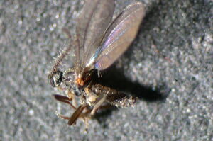 Campylomyza flavipes