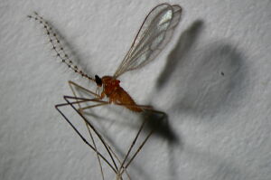 Claspettomyia hamata