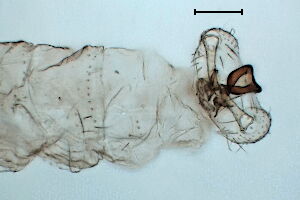 Coquillettomyia