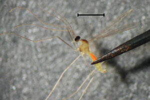 Hyperdiplosis #a
