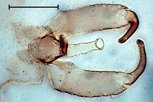 Lestodiplosis #a