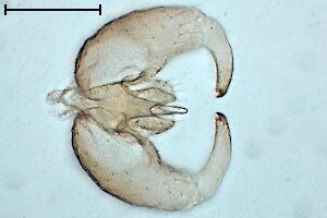 Mycodiplosis #a