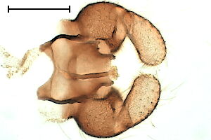 Neurolyga fenestralis