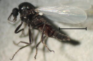 Ceratopogonidae