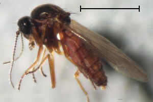 Atrichopogon brunnipes