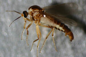 Atrichopogon flavolineatus