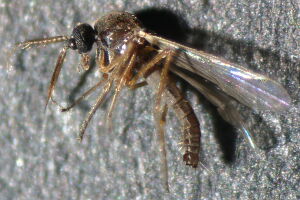 Atrichopogon minutus