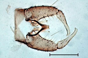 Culicoides #a